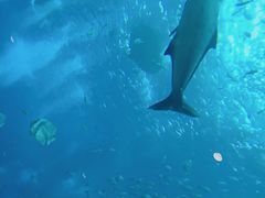 -亚特兰蒂斯•OSSIANO奥西亚诺海底餐厅