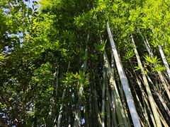 -广东天露山旅游度假区