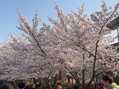 -高东镇樱花园