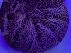 -满汉楼(江畔店)