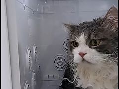 -爱洗澡的猫(天河路店)