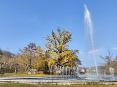 -千年银杏谷文化旅游区