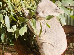 -威勒比开放式动物园