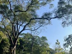 -云溪植物园