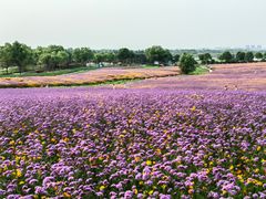 -花博汇(知音花月夜)