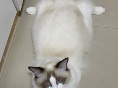 -瑞鹏宠物医院·骨科·猫科·内科(第一中心)