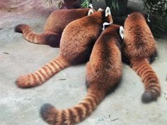-武汉动物园