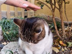 -龙华素斋(龙华路店)