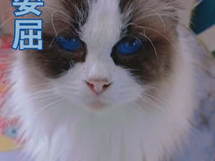 -喵喵咪呀布偶猫咖(春熙路店)