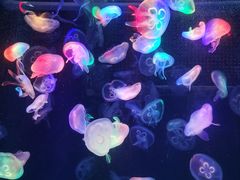 -海合安成都极地海洋公园