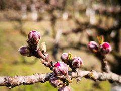 -白塘生态植物园