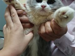 -lincat·猫舍(广州店)