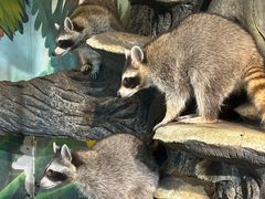 -萌宠奇缘(荣鼎店)