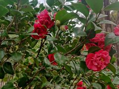 -深圳国际园林花卉博览园