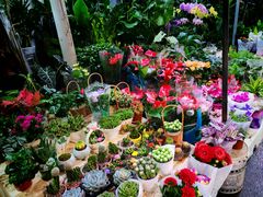 -循礼门鲜花花市(武汉循礼门店)