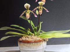 -北京植物园-展览温室