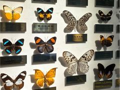 -上海昆虫博物馆