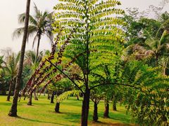 -中国科学院西双版纳热带植物园