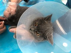 -欧奕国际动物医院