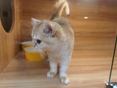 -猫十亿·布偶金渐层·曼基康矮脚猫舍(青年路店)