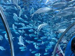-上海海洋水族馆