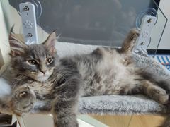 -欣宠猫屋·矮脚拿破仑·蓝金金渐层