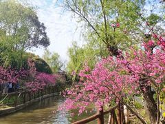 -南汇桃花村