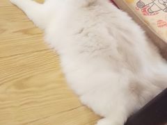 -萌喵宠狗爱心宠咖