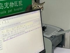 -半岛宠物医院24小时(科华中路店)