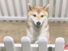 -CHEZ JASMINE 茉莉的氧气厨房