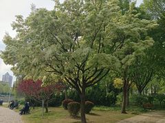 -泰丰公园