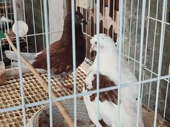 -铁炉农家菜馆