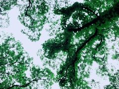 -南山植物园