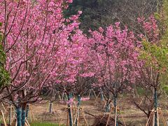 -梁鸿国家湿地公园