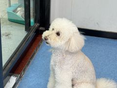 -博特宠物医院24h犬猫全科.骨科·异宠
