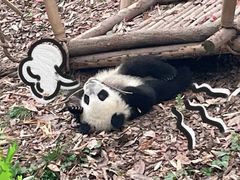 -星鸿社重庆老火锅