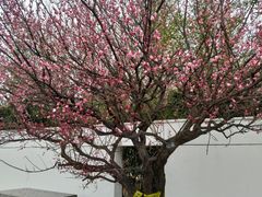 -石家庄市植物园