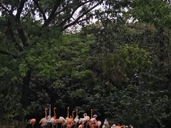 -上海野生动物园