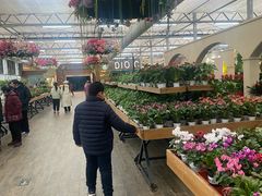 -荷兰花海