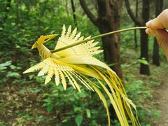 -北京西山国家森林公园