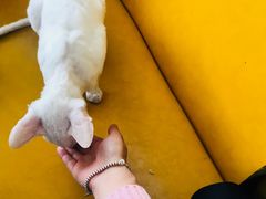 -猫小院猫主题咖啡厅(北锣店)