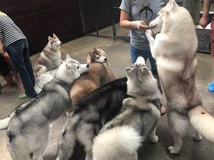 -TrueLove @ Neverland (Husky Cafe)