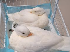 -怪兽屋·羊驼·猫咖·狗咖(俊华广场店)