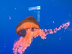 -太平洋海底世界