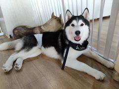 -Husky Go! 哈士奇体验馆·宠物咖啡厅狗咖