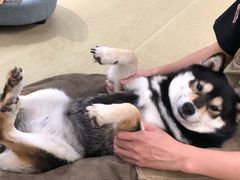 -逗柴咖啡屋·狗咖猫咖宠物桌游