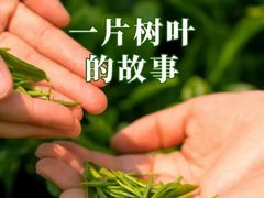 -宋宴(虎跑店)
