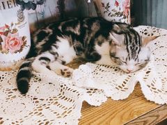 -共舞时光猫咖·狗咖(新街口店)