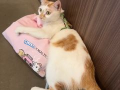 -Again Coffee Roaster(香蜜湖店)