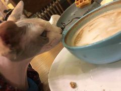 -猫色咖啡·猫咖
